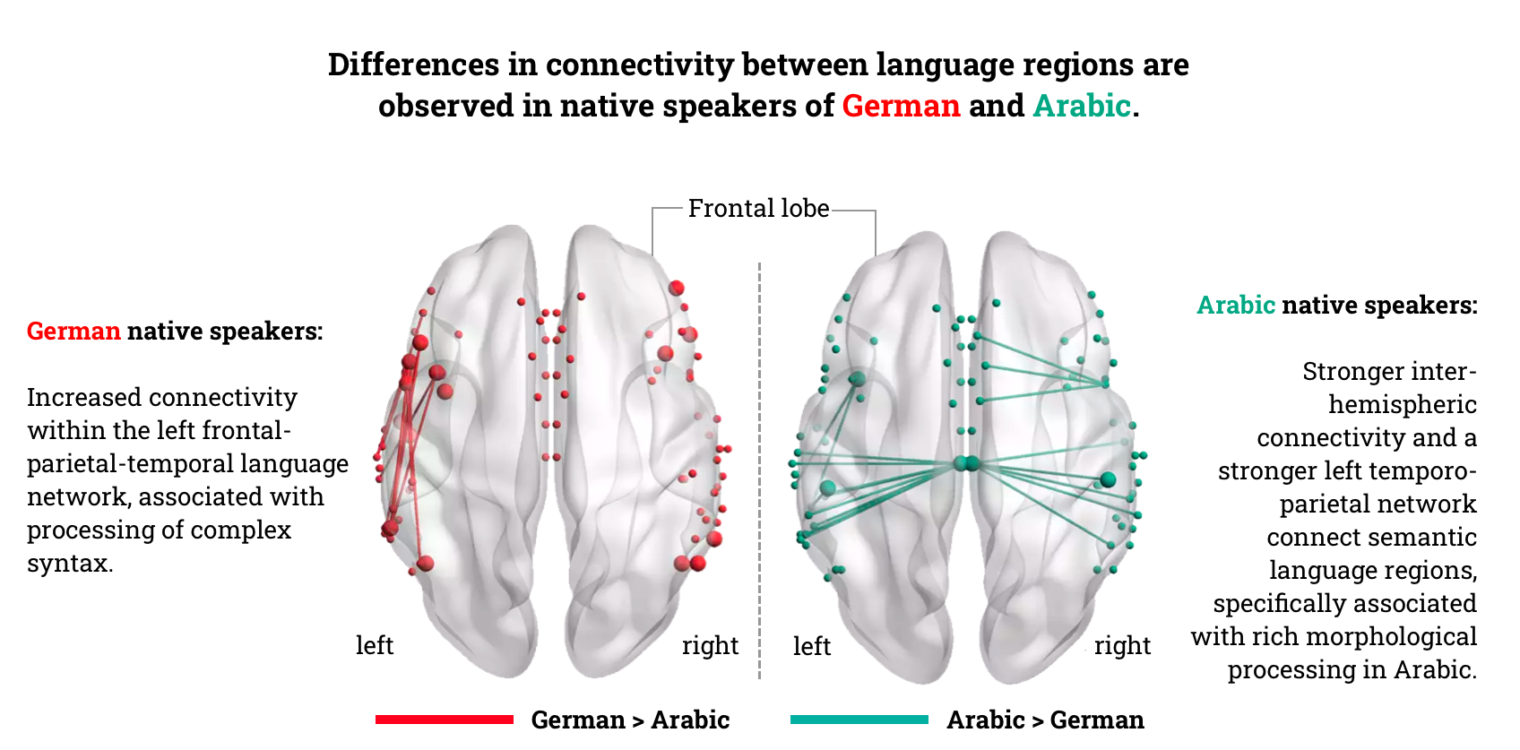 Enhanced wiring in the brains of German and Arabic native speakers depicted on a map.