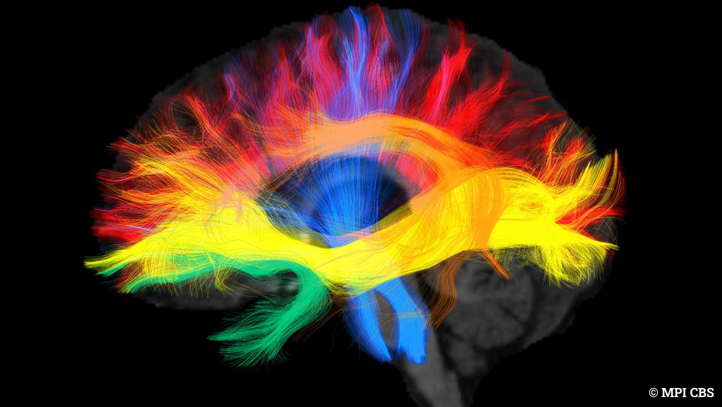 Langage dans le cerveau : aperçu du traitement de l'allemand et de l'arabe